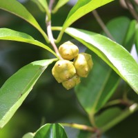 Gynochthodes umbellata (L.) Razafim. & B.Bremer